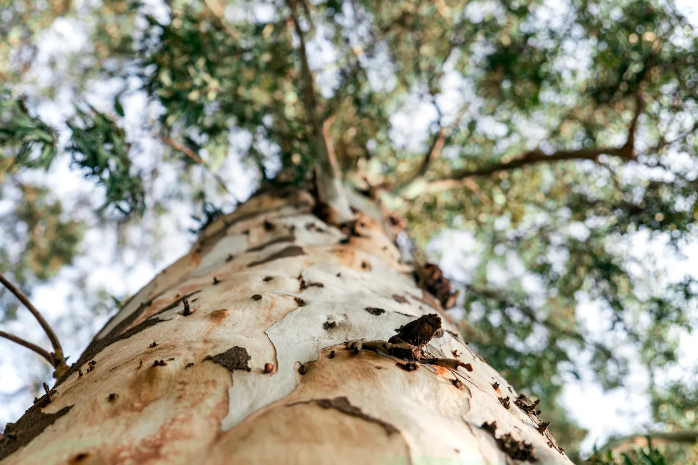Looking up the trunk of a river red gum
